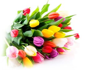 8-марта-тюльпаны-полоцк-новополоцк